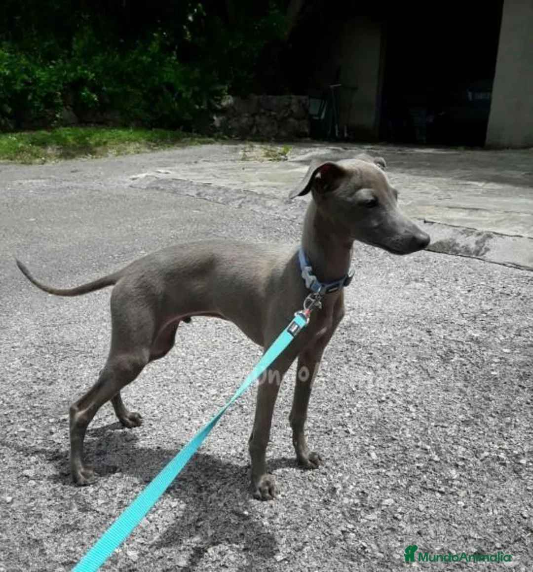 Imagen de galería {{count}}