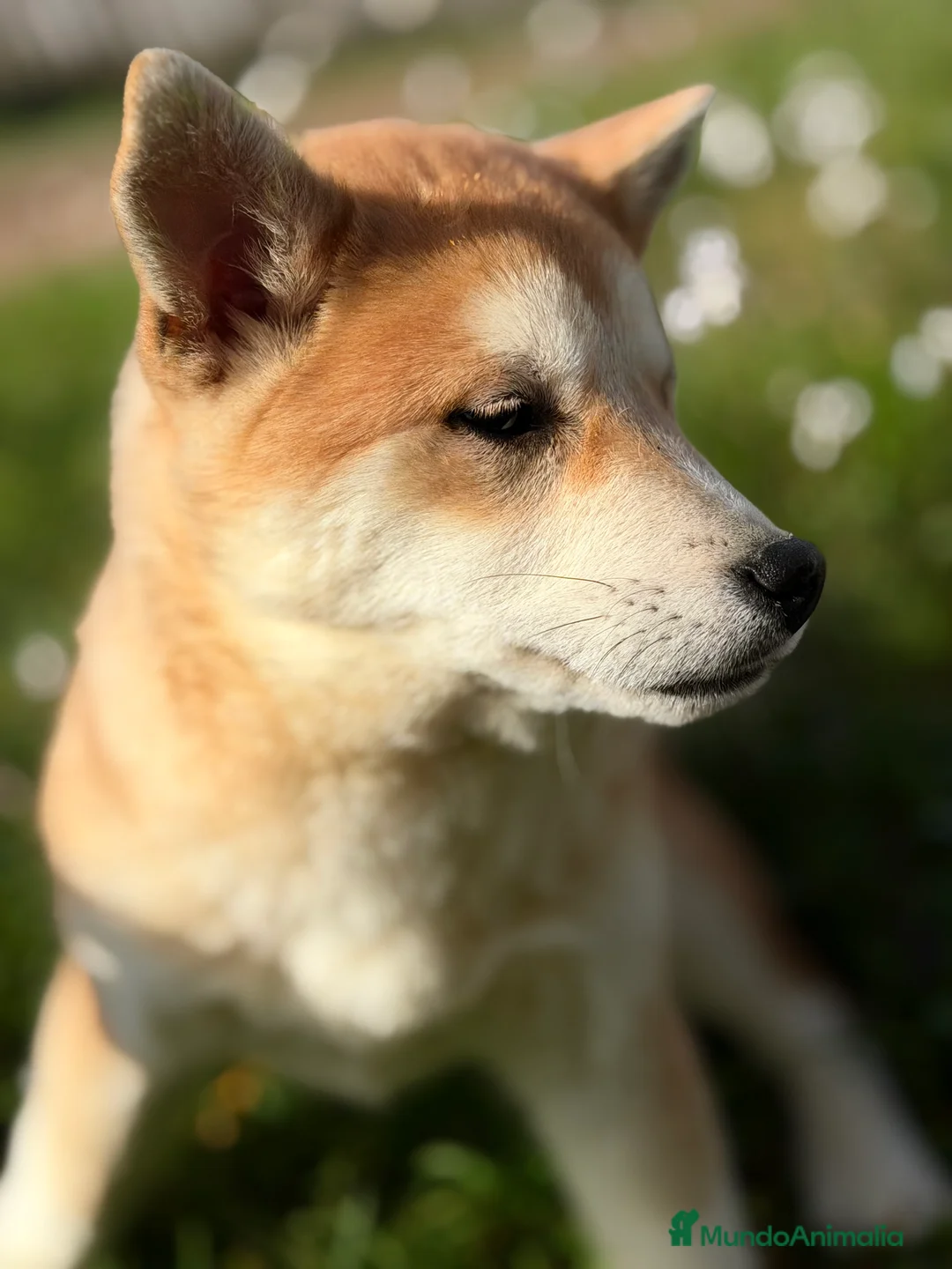 Shiba Inu perros en venta: Shiba hembra naranja  - Anuncio 3