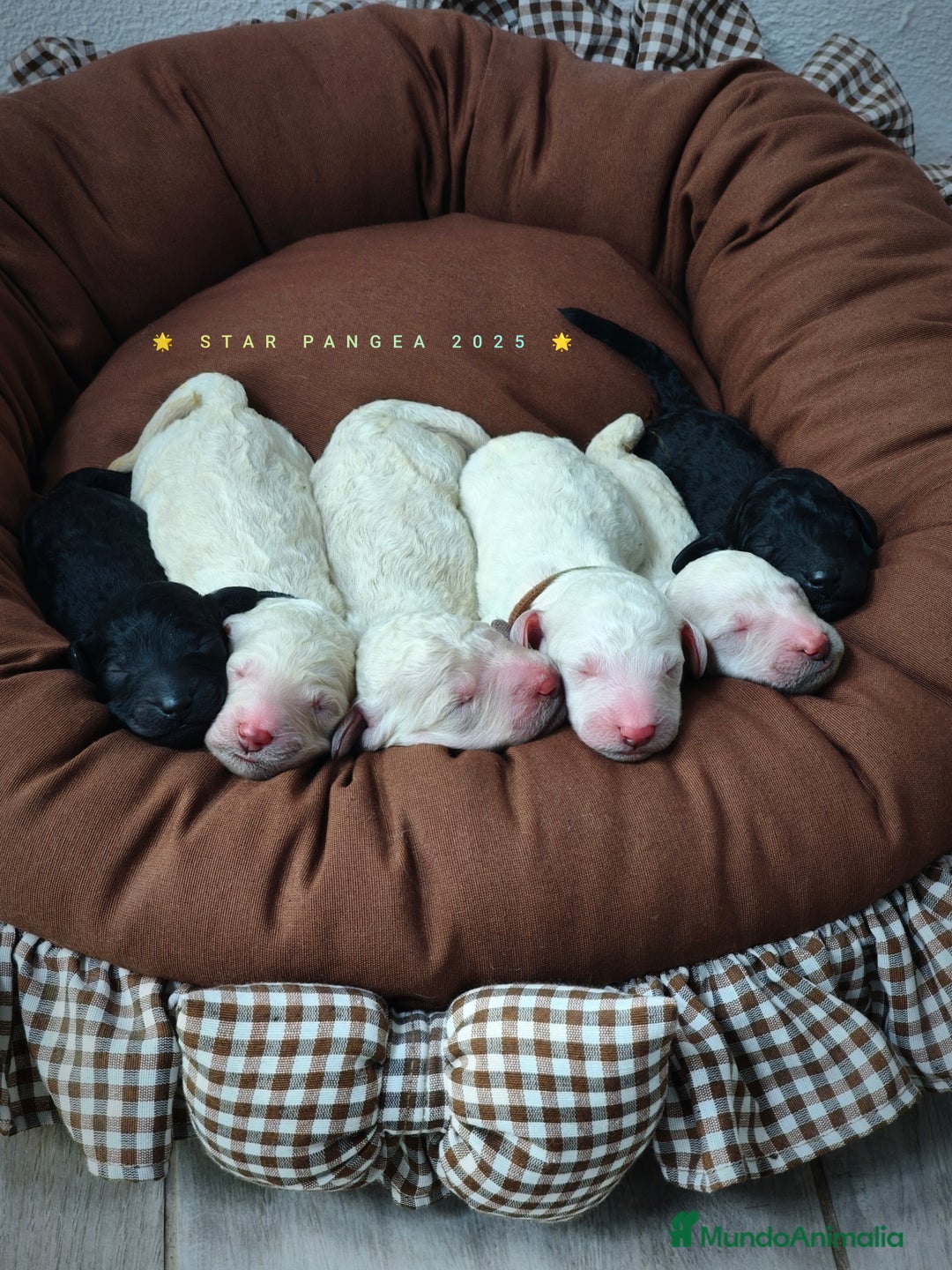 Caniche Gigante perros en venta: Cachorros caniche gigante  - Imagen 10
