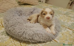 Pastor Australiano perros en venta: Espectacular camada de pastor Australiano. - Imagen 6