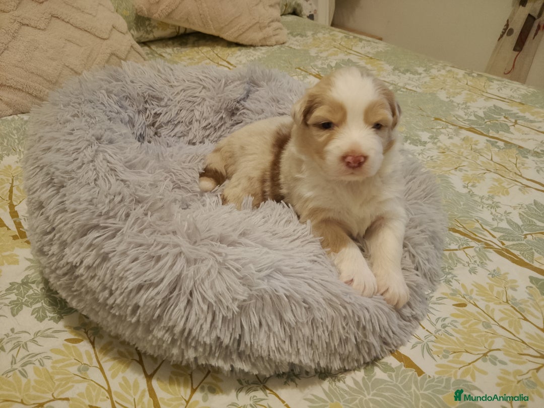 Pastor Australiano perros en venta: Espectacular camada de pastor Australiano. - Imagen 6