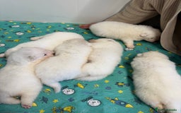 Samoyedo perros en venta: Único samoyedo disponible  - Imagen 2