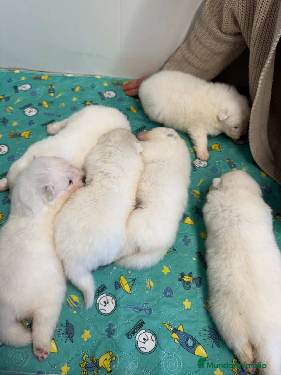 Samoyedo perros en venta: Único samoyedo disponible  - Imagen 2