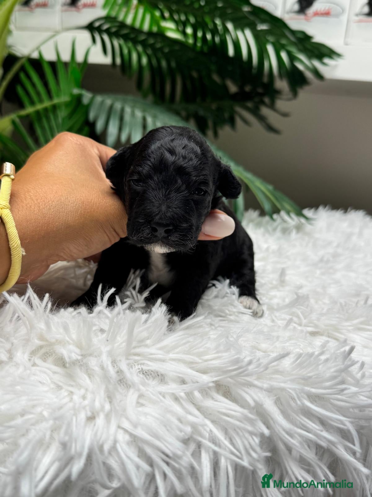 Raza Mixta perros en venta: CANICHE HEMBRA - Anuncio 12