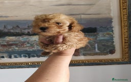 Caniche Toy perros en venta: Caniche toy  - Imagen 2