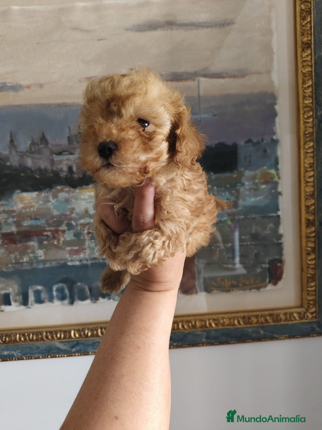 Caniche Toy perros en venta: Caniche toy  - Imagen 2