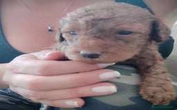 Caniche Toy perros en venta: Caniche toy rojo - Anuncio 8