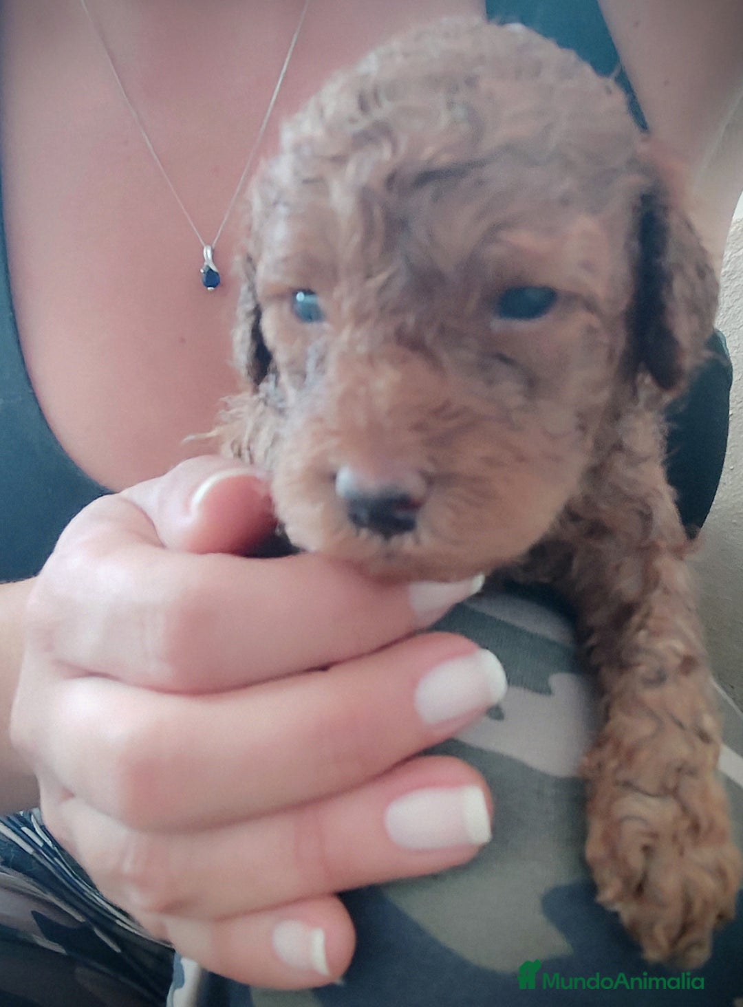 Caniche Toy perros en venta: Caniche toy rojo - Anuncio 8