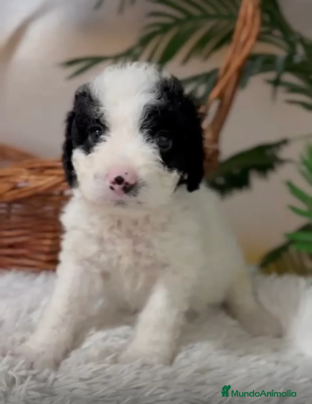 Perro de Agua Español perros en venta: PERRO DE AGUA HEMBRA - Anuncio 4