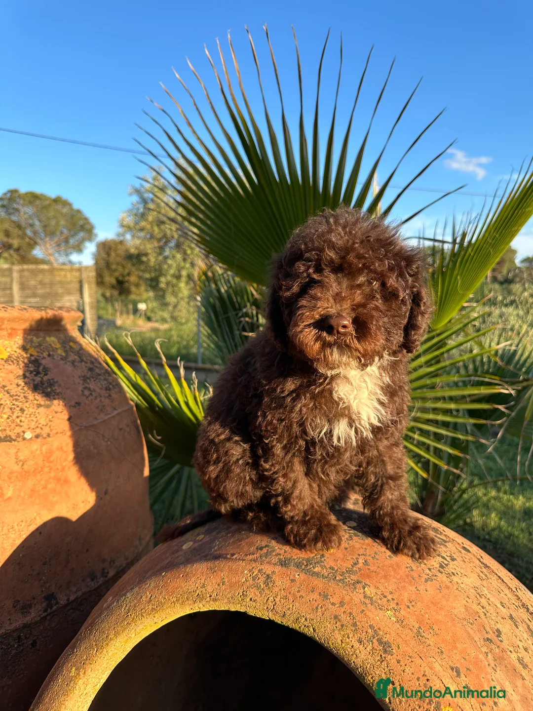 Perro de Agua Español perros en venta: Perro de Agua - Anuncio 1