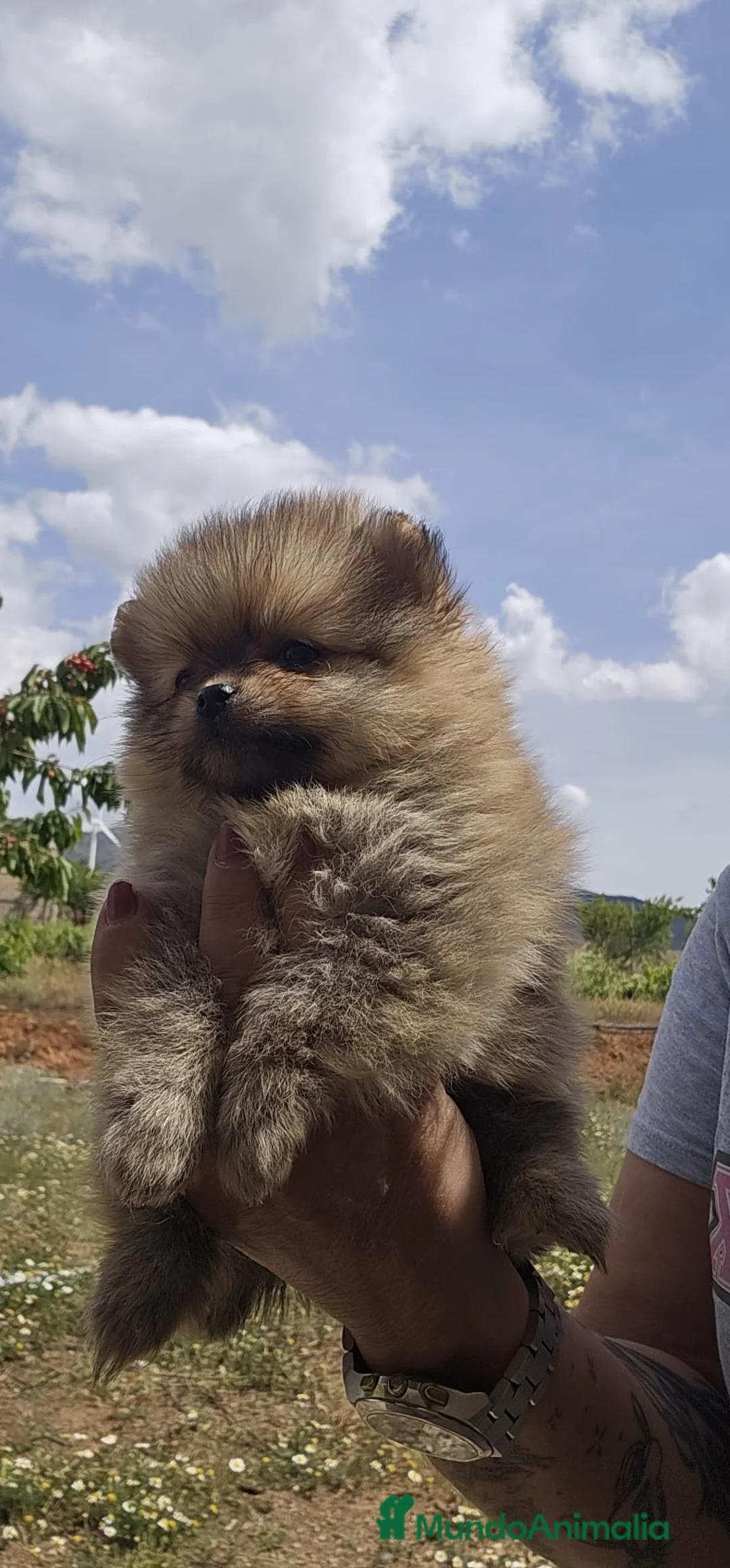 Pomerania perros en venta: EJEMPLARES DE POMERANIA TOY  - Anuncio 3