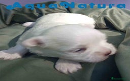 Bichón Maltés perros en venta: Bichon Maltes Macho 1 AQUANATURA - Imagen 5