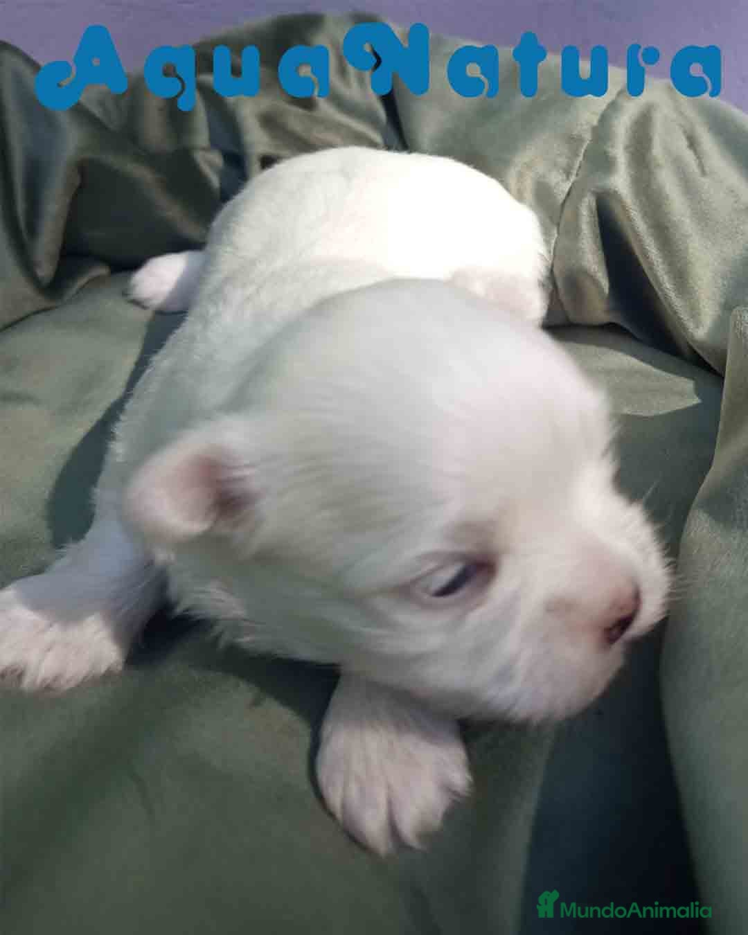 Bichón Maltés perros en venta: Bichon Maltes Macho 1 AQUANATURA - Anuncio 5