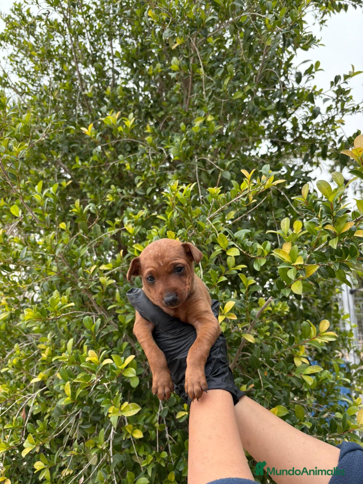 Pinscher Miniatura perros Mini pinscher  - Anuncio 2