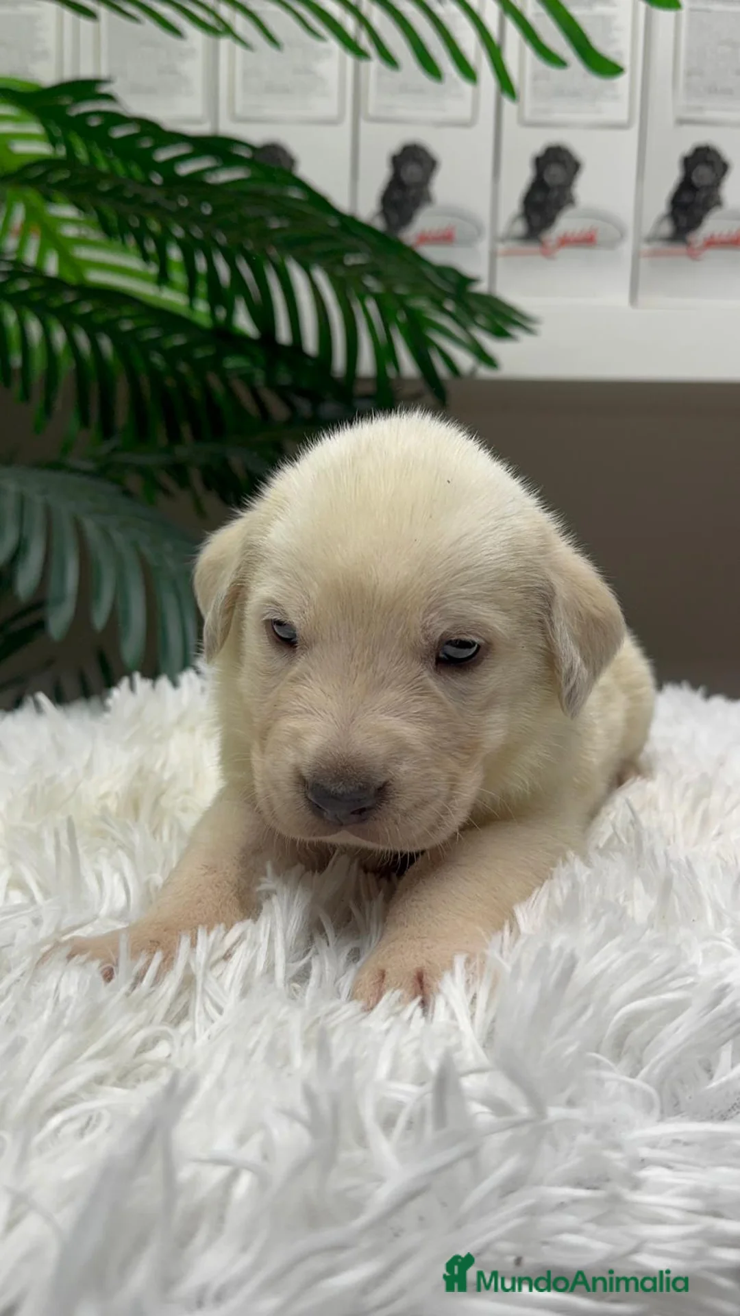 Mastín Español perros en venta: MASTIN ESPAÑOL - Anuncio 13