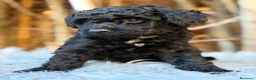 Caniche Mediano perros en venta: Caniche negro mediano - Anuncio 2
