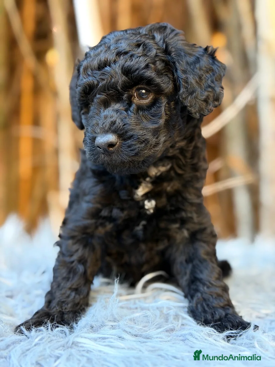 Caniche Mediano perros en venta: Caniche negro mediano - Anuncio 2