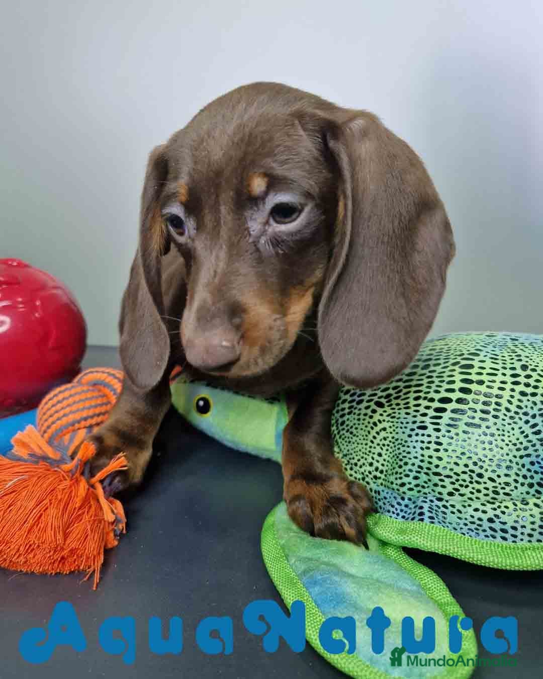 Teckel Miniatura perros Teckel Macho DCD 1574 AQUANATURA - Anuncio 2