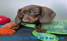 Teckel Miniatura perros en venta: Teckel Macho DCD 1574 AQUANATURA - Imagen 2