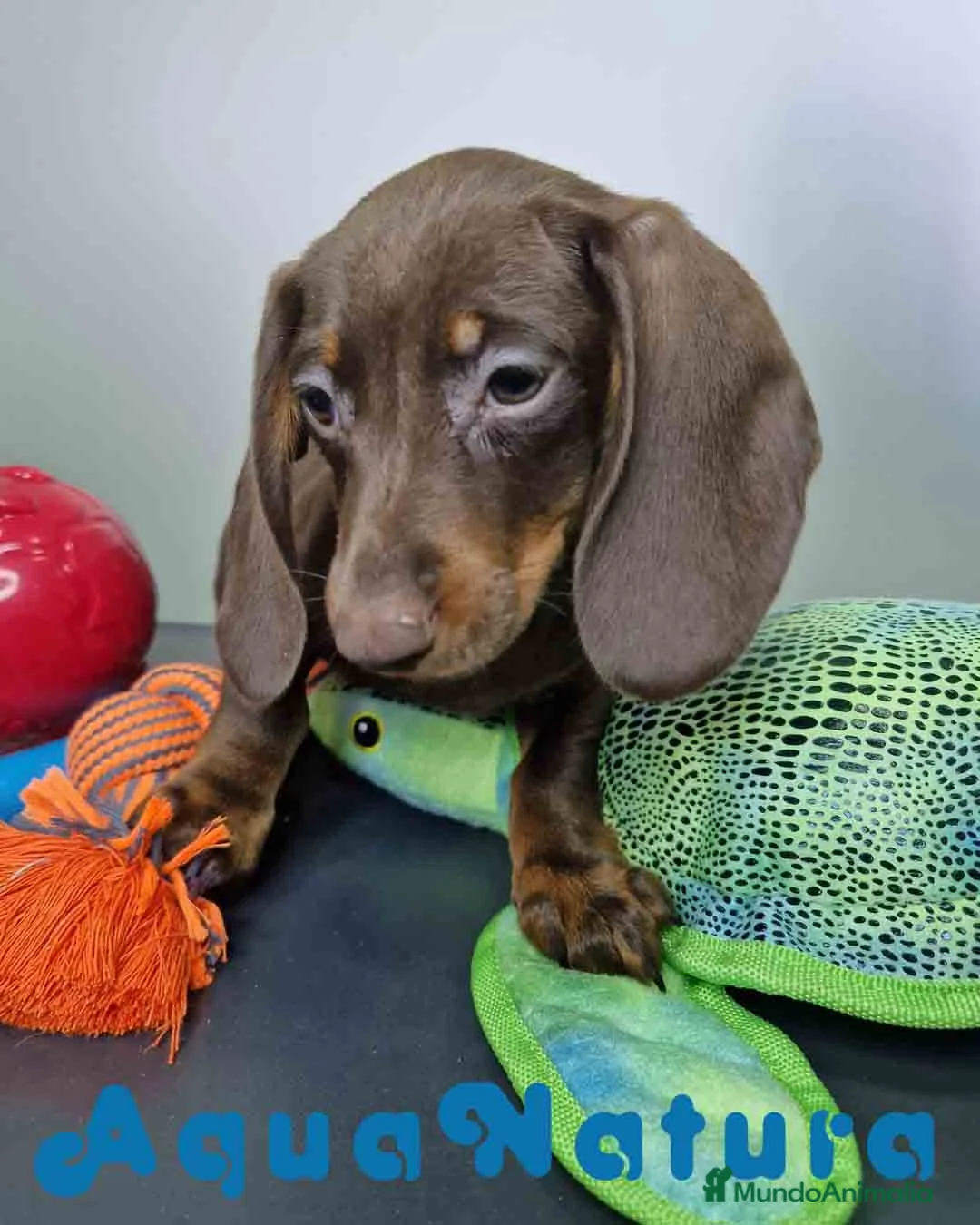 Teckel Miniatura perros en venta: Teckel Macho DCD 1574 AQUANATURA - Anuncio 2