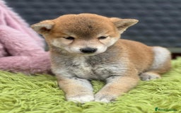 Shiba Inu perros en venta: CAMADA DE SHIBA INU DISPONIBLES - Imagen 8