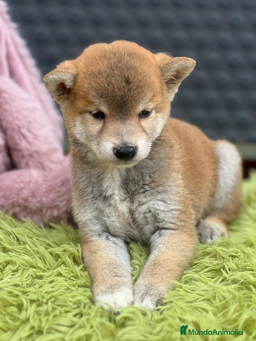 Shiba Inu perros en venta: CAMADA DE SHIBA INU DISPONIBLES - Imagen 8
