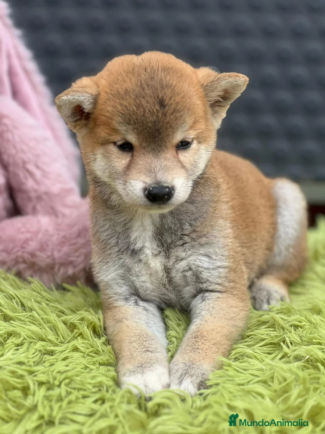 Shiba Inu perros en venta: CAMADA DE SHIBA INU DISPONIBLES - Anuncio 8
