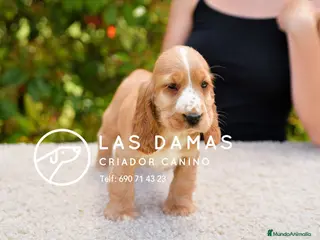 Cocker Spaniel Inglés perros Cocker spaniel inglés disponibles. - Anuncio 1