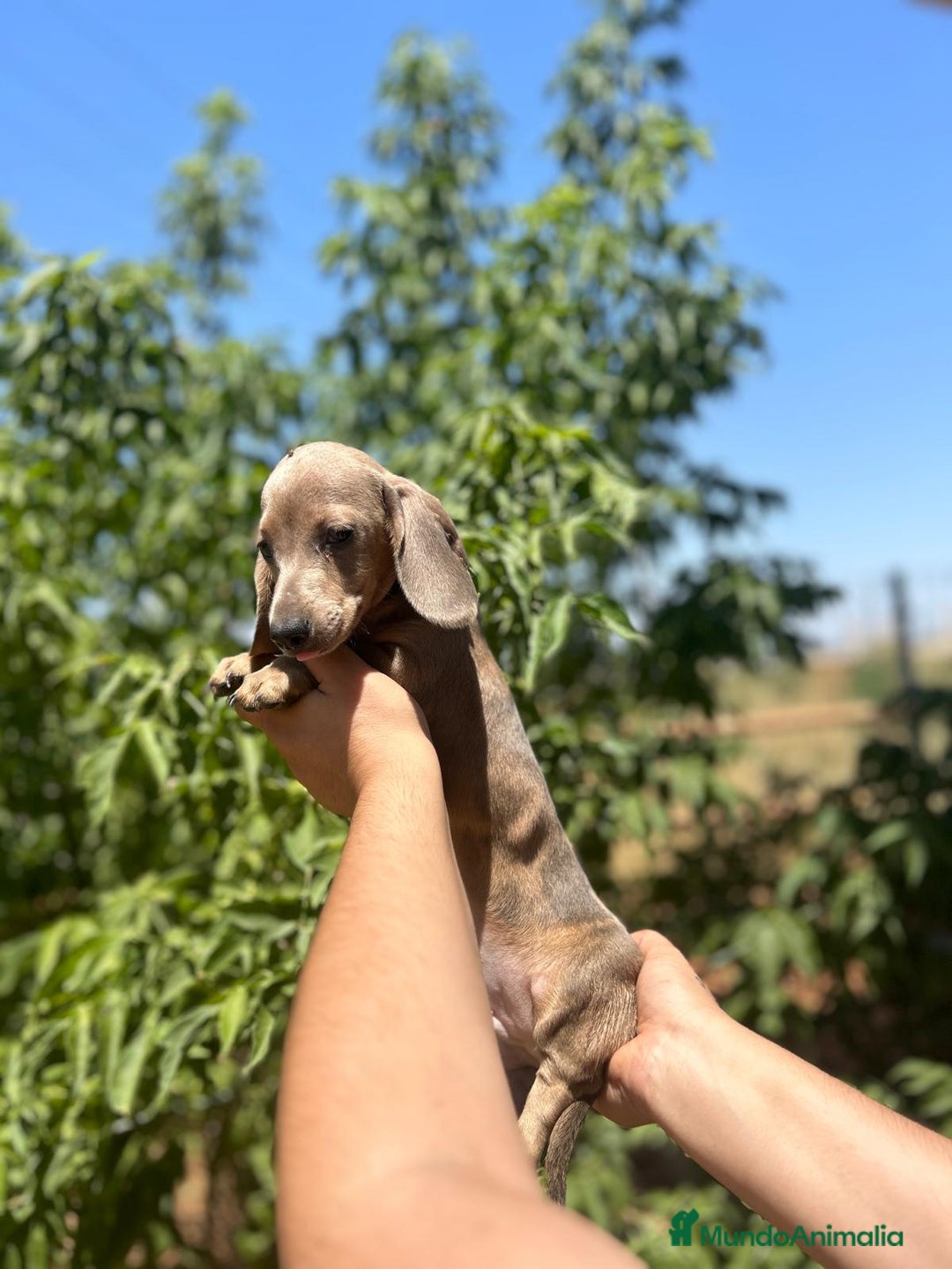 Teckel Miniatura perros en venta: Teckel kanichen  - Imagen 2