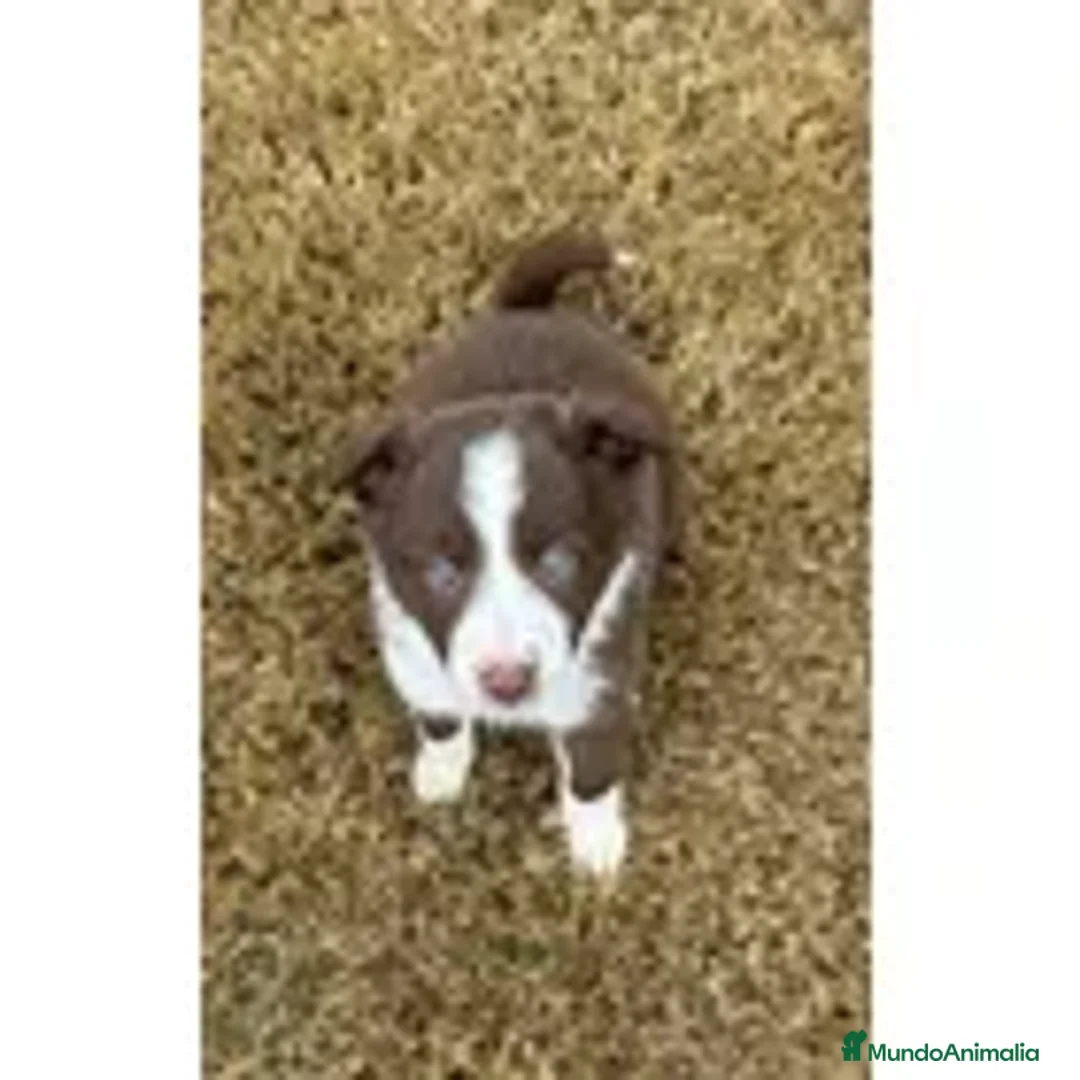 Border Collie perros en venta: border collie cachorros  - Anuncio 2