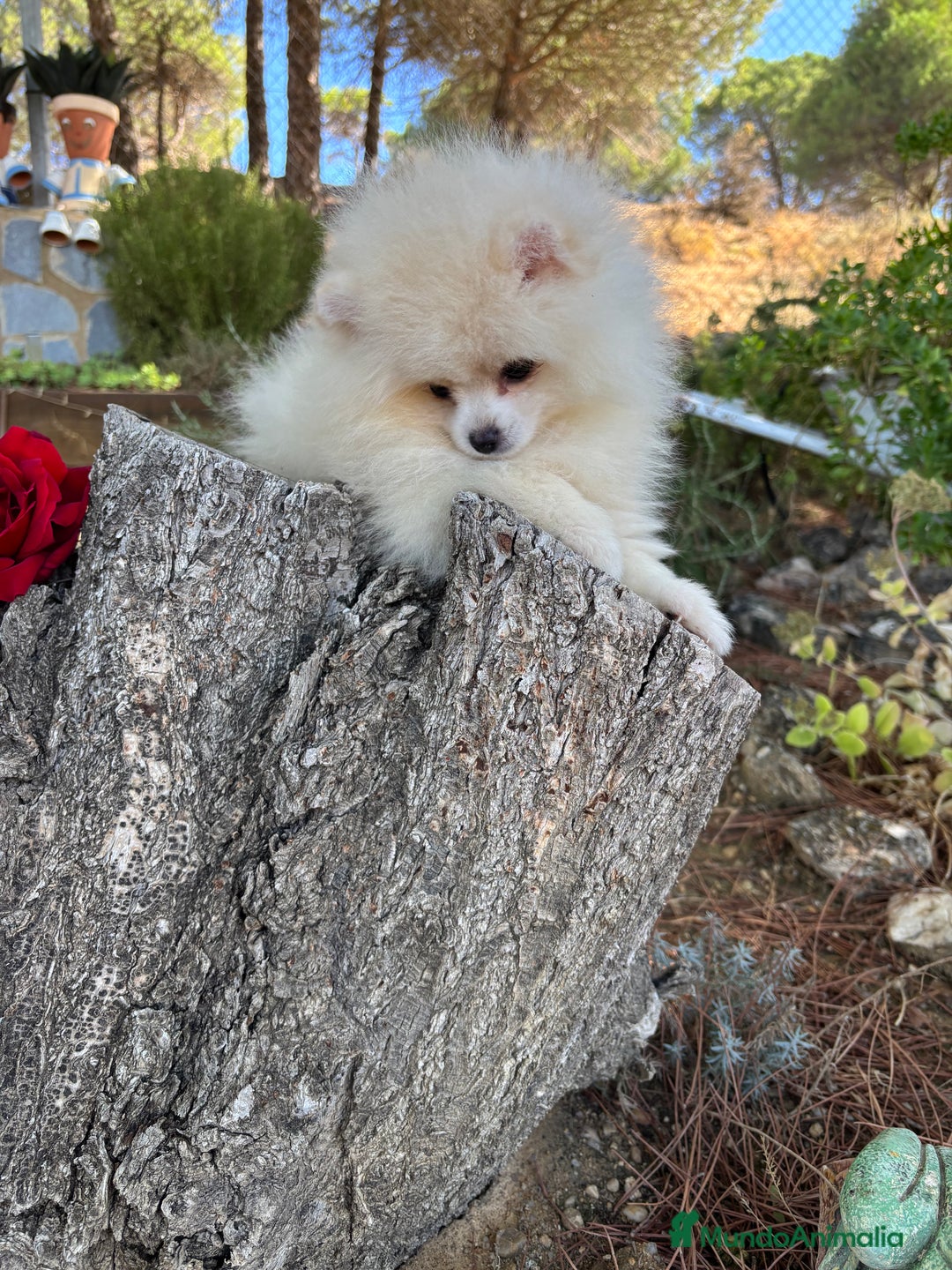 Pomerania perros en venta: Pomerania lista para conocer su nueva familia - Imagen 2