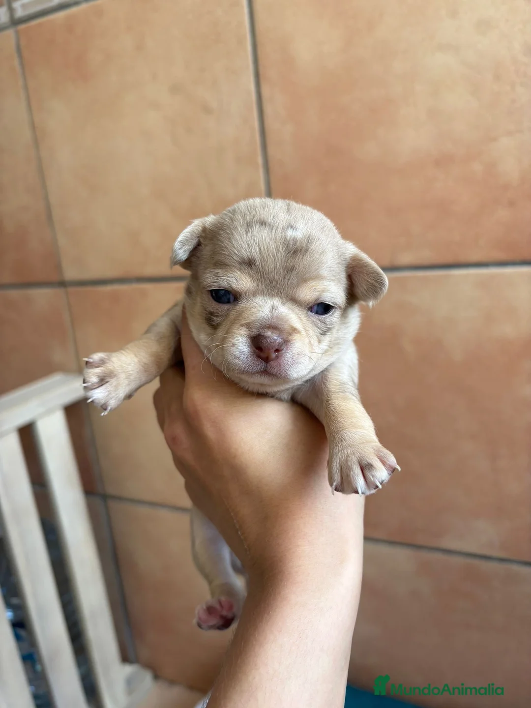 Chihuahua perros en venta: Hembra Chihuahua disponible🐾 en Murcia - Anuncio 5