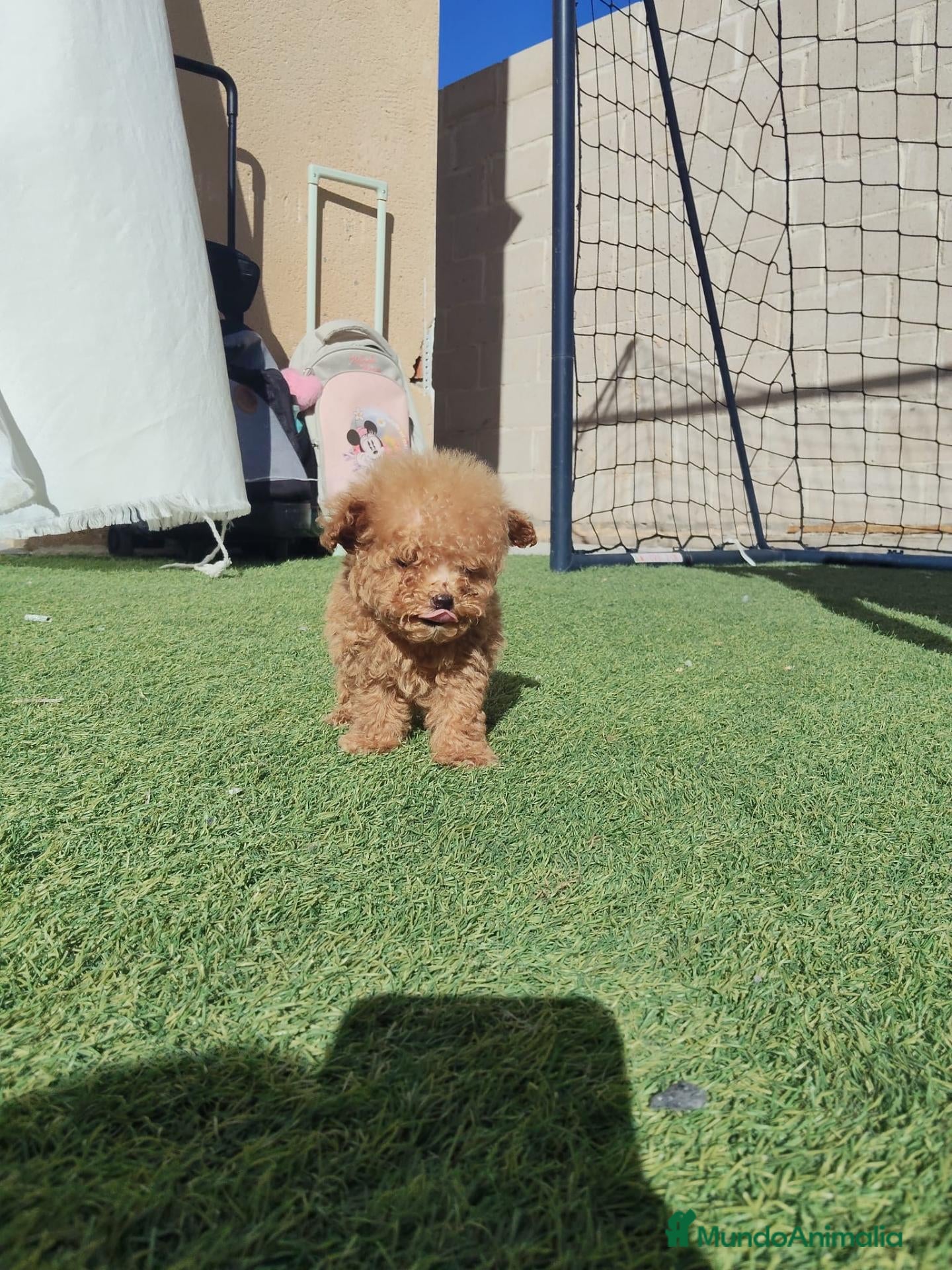 Caniche Toy perros Caniche toy ❤️ macho 🤏🤏🤏 - Anuncio 20
