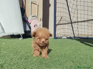 Caniche Toy perros Caniche toy ❤️ macho 🤏🤏🤏 - Anuncio 20