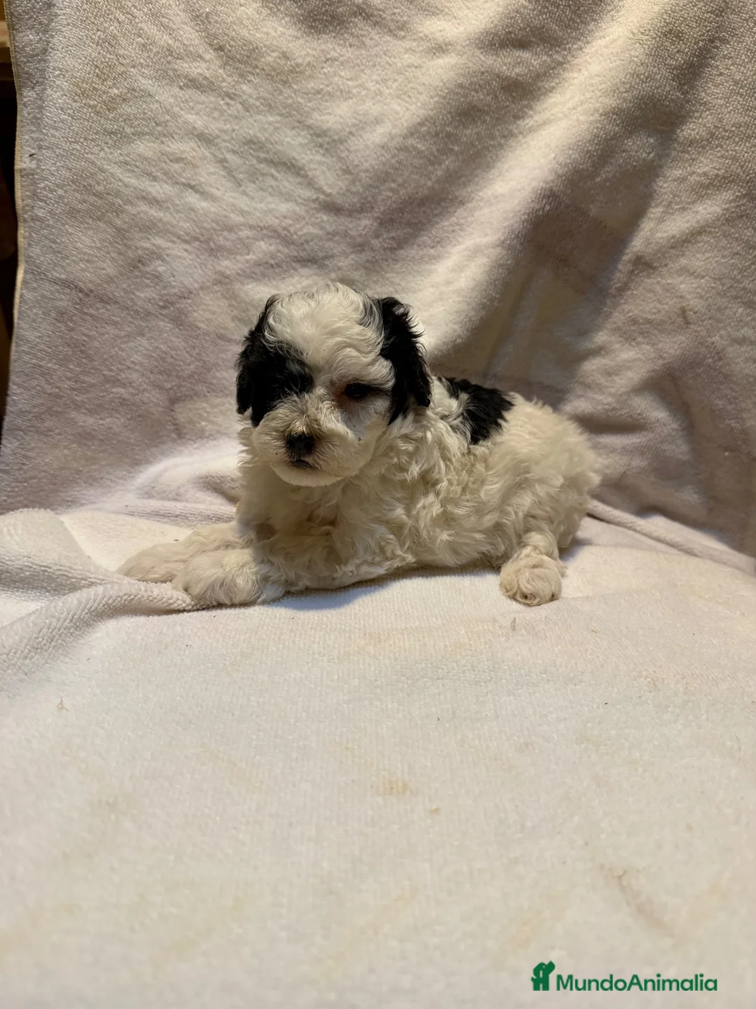 Caniche Toy perros en venta: CANICHE PARTICOLOR - Anuncio 1