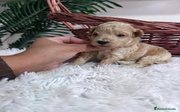 Maltipoo perros en venta: MALTIPOO HEMBRA - Imagen 4