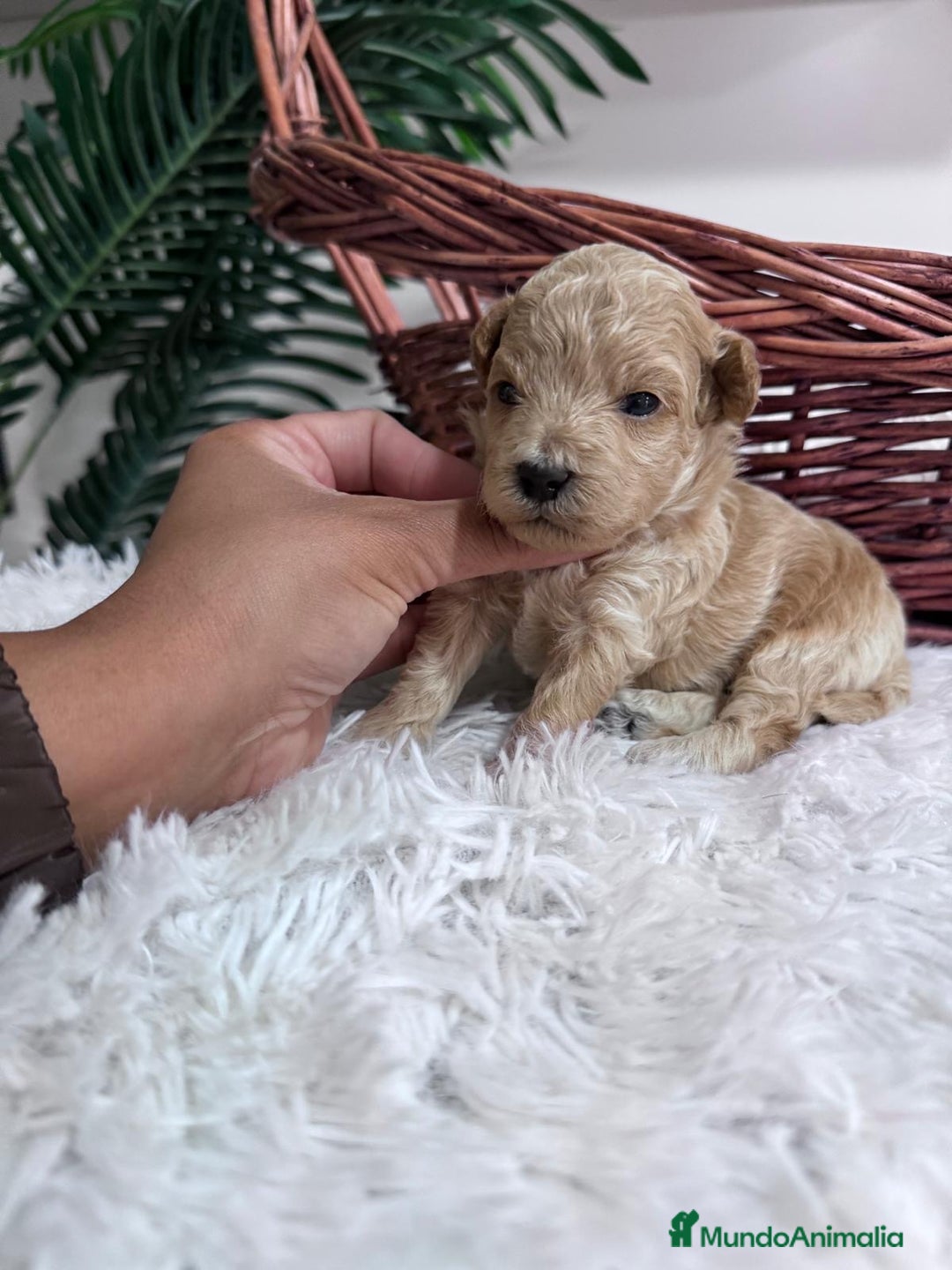 Maltipoo perros en venta: MALTIPOO HEMBRA - Imagen 4