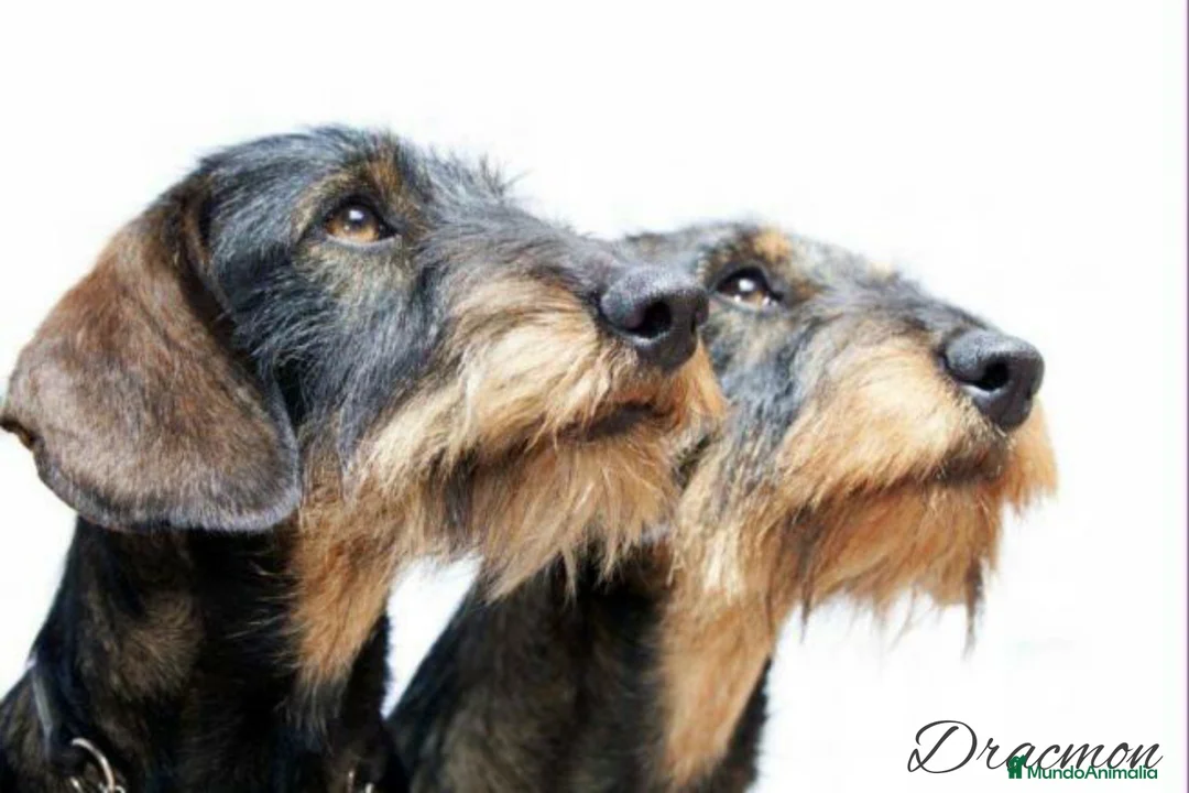 Imagen de galería {{count}}