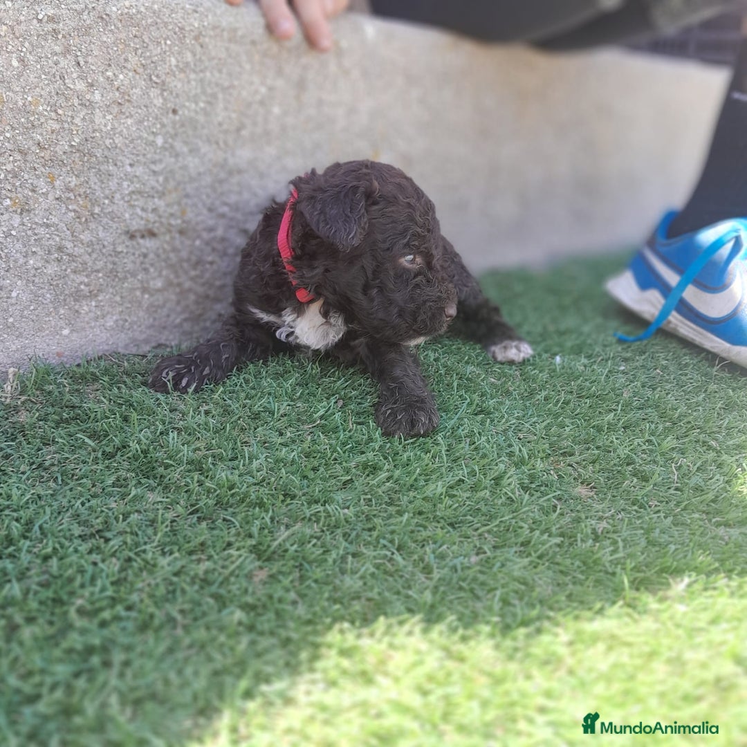 Perro de Agua Español perros en venta: PERROS DE AGUA - Imagen 12