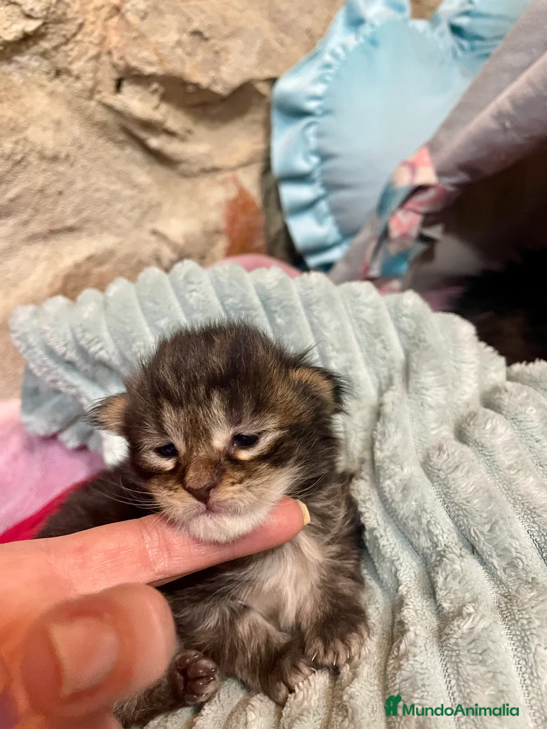 Maine Coon gatos en venta: Black blotched tabby - Anuncio 2