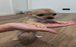 Chihuahua perros en venta: Chihuahua disponibles - Imagen 2