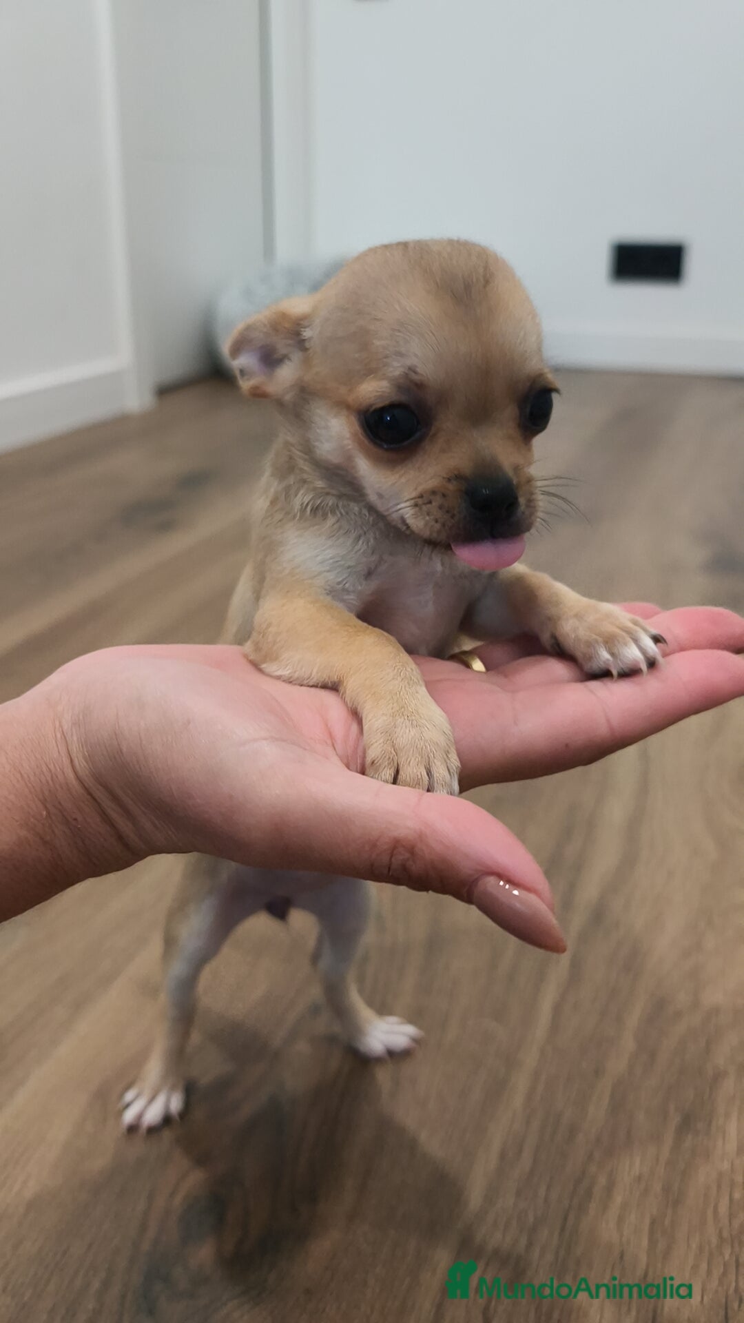 Chihuahua perros en venta: Chihuahua disponibles - Imagen 2