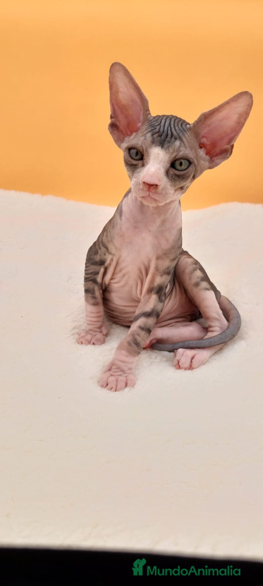 Sphynx gatos en venta: Preciosa camada de gatitos sphynx  - Imagen 18