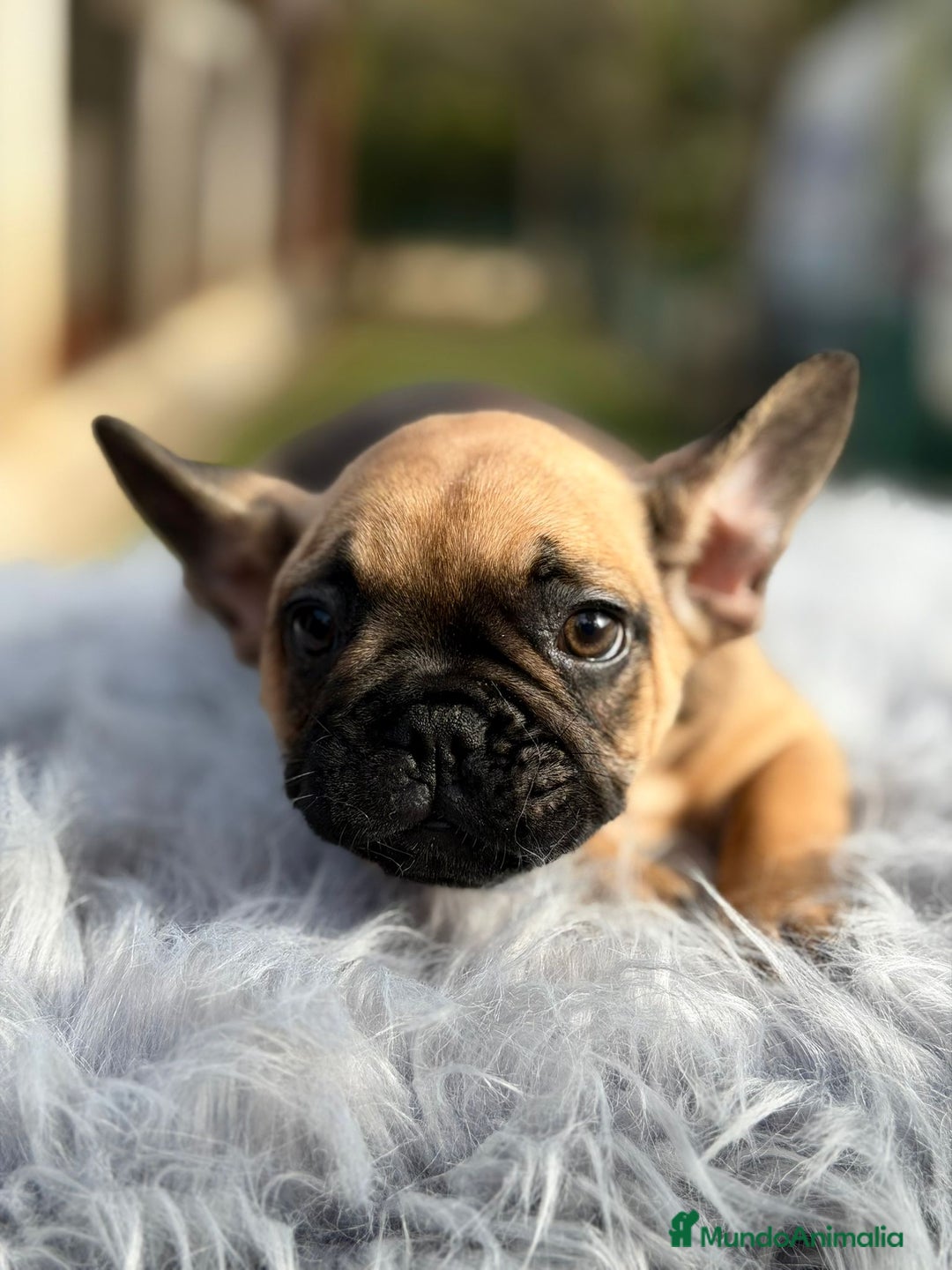 Bulldog Francés perros en venta: Bulldog francés fawn - Anuncio 7