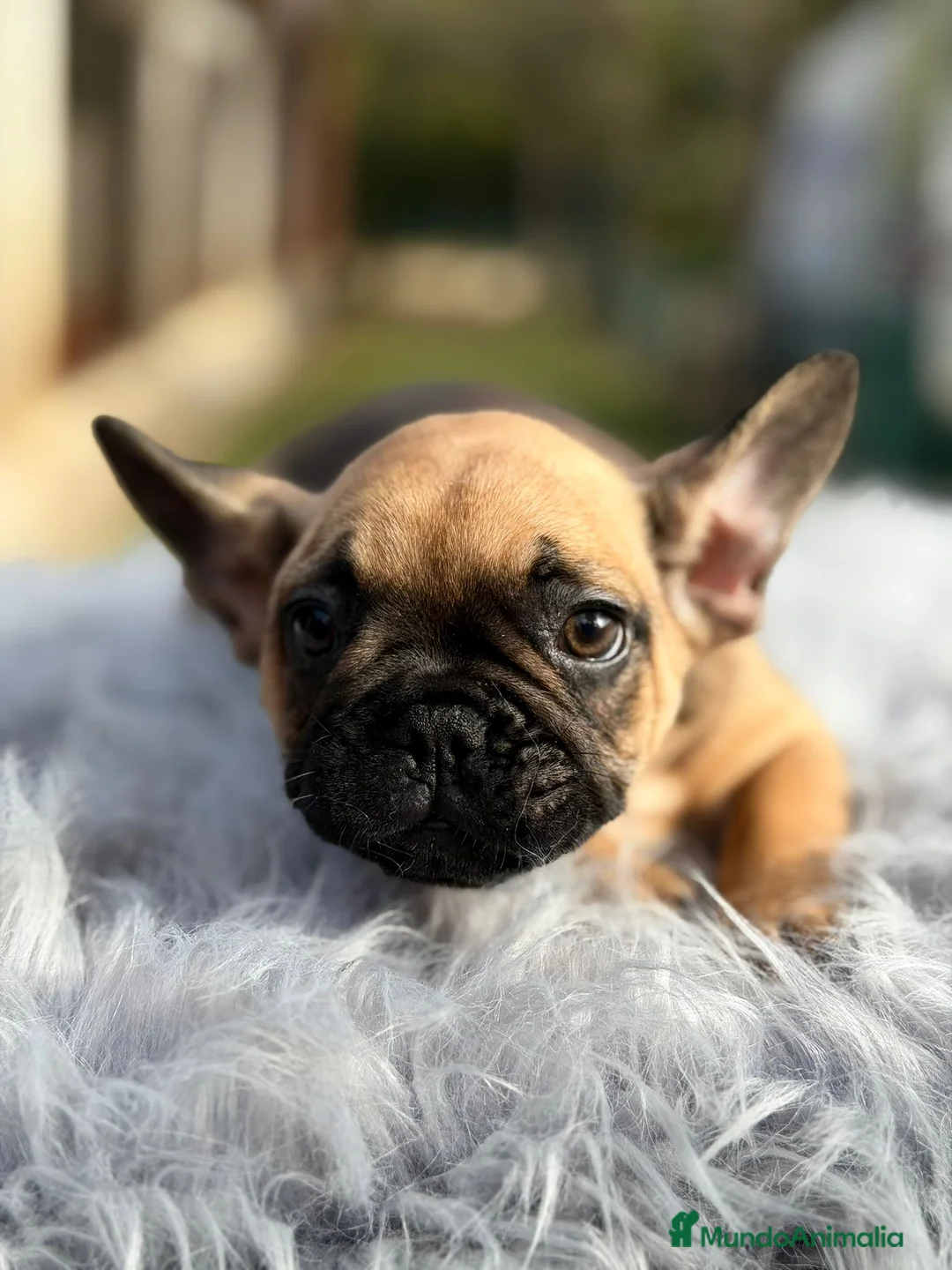 Bulldog Francés perros en venta: Bulldog francés fawn - Anuncio 7