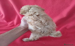 Caniche Enano perros en venta: Caniche Enano  - Anuncio 3