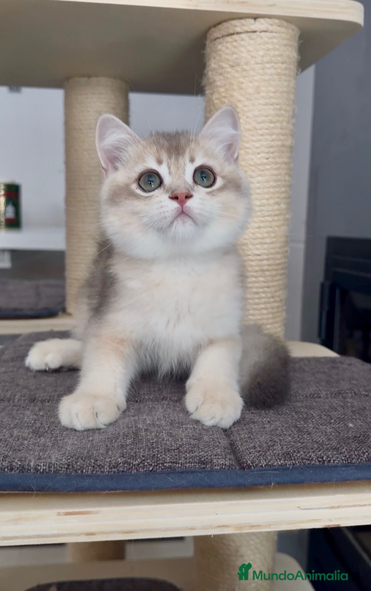 Británico de Pelo Corto gatos Último machito disponible🩵Listo para entregar 💙 - Anuncio 2