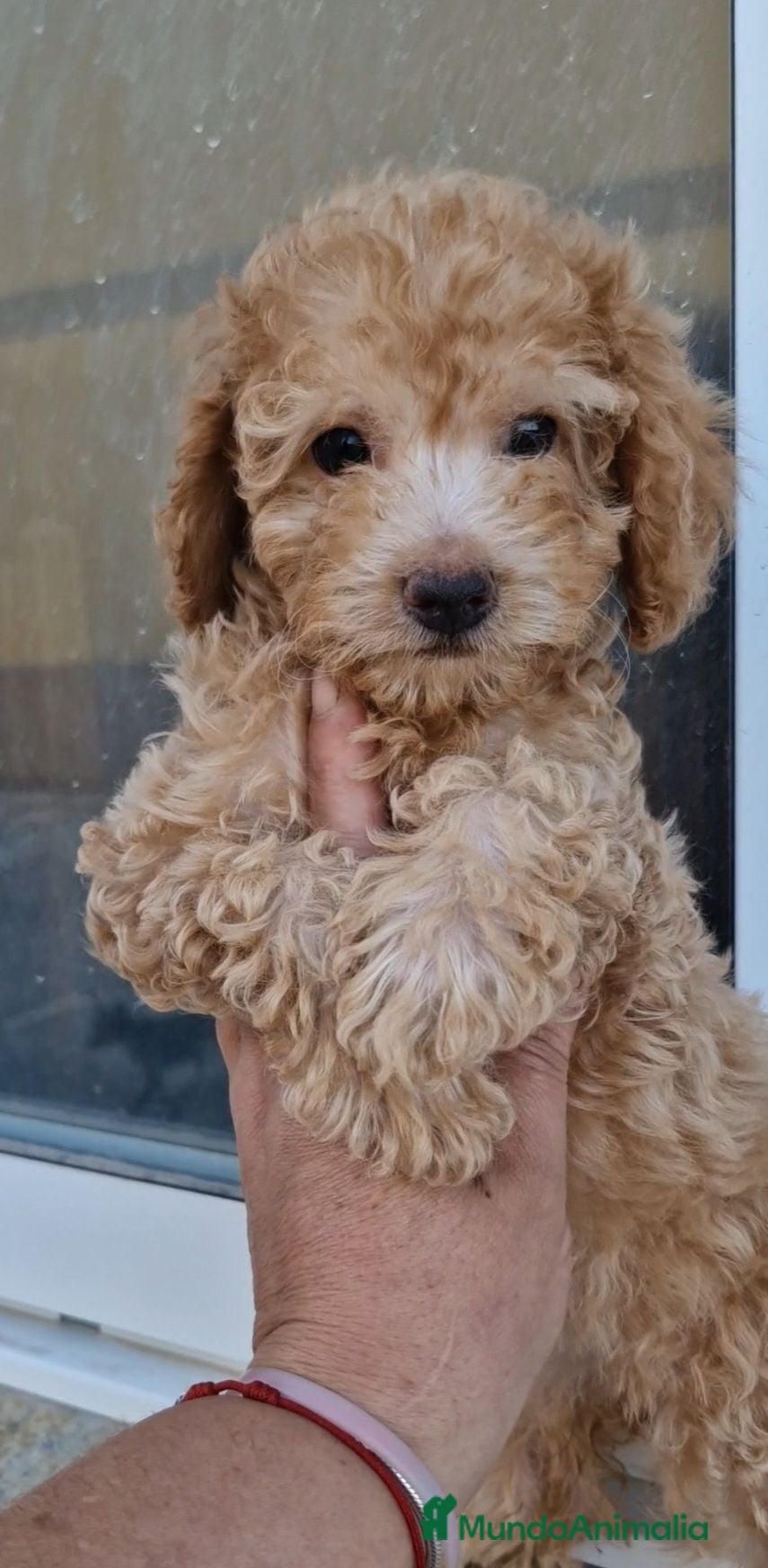 Caniche Enano perros Caniche enano - Anuncio 6