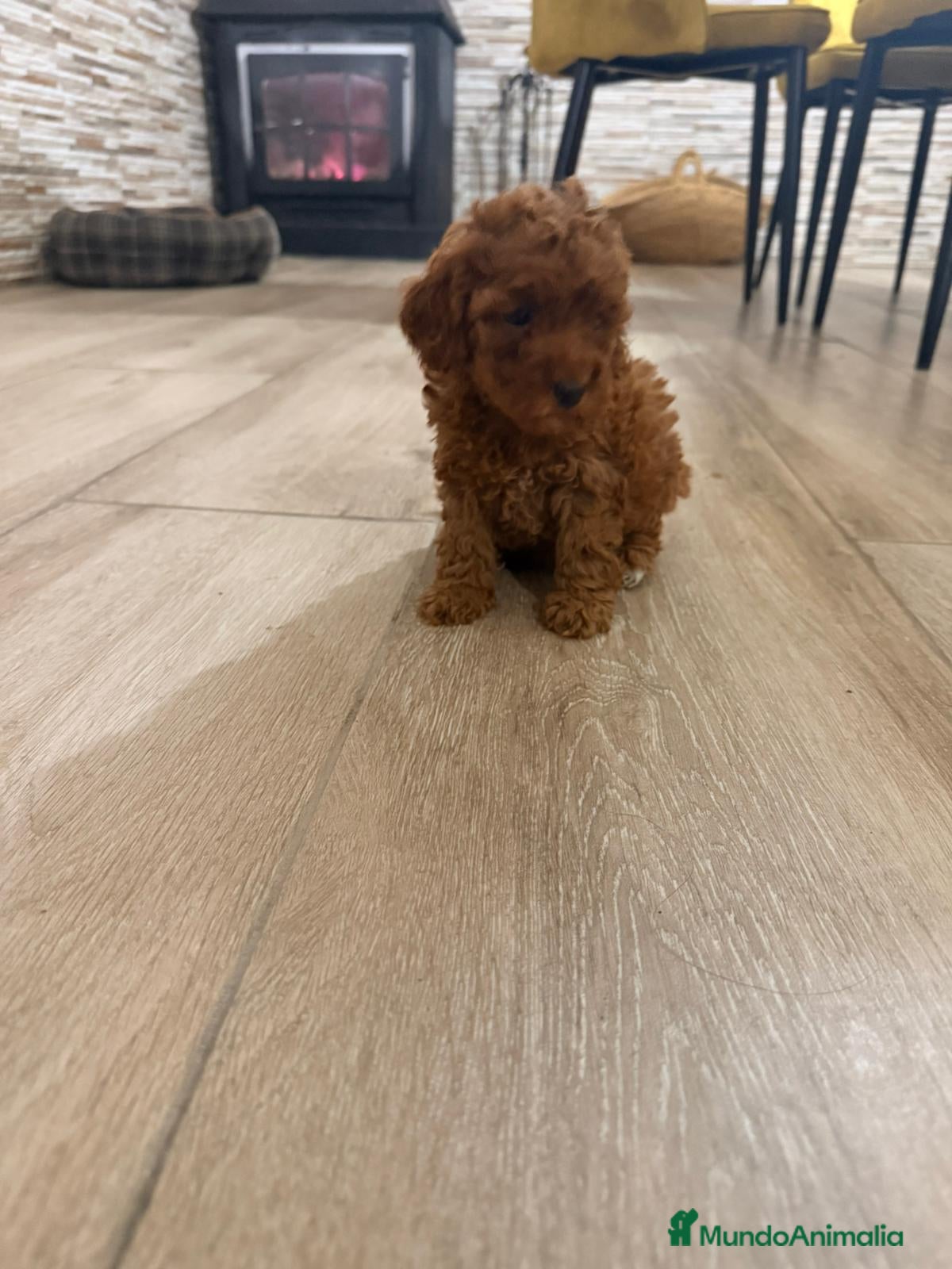 Caniche Enano perros Caniche rojo toy - Anuncio 1