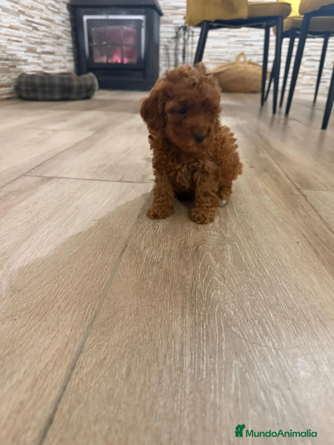 Caniche Enano perros en venta: Caniche rojo toy - Anuncio 1